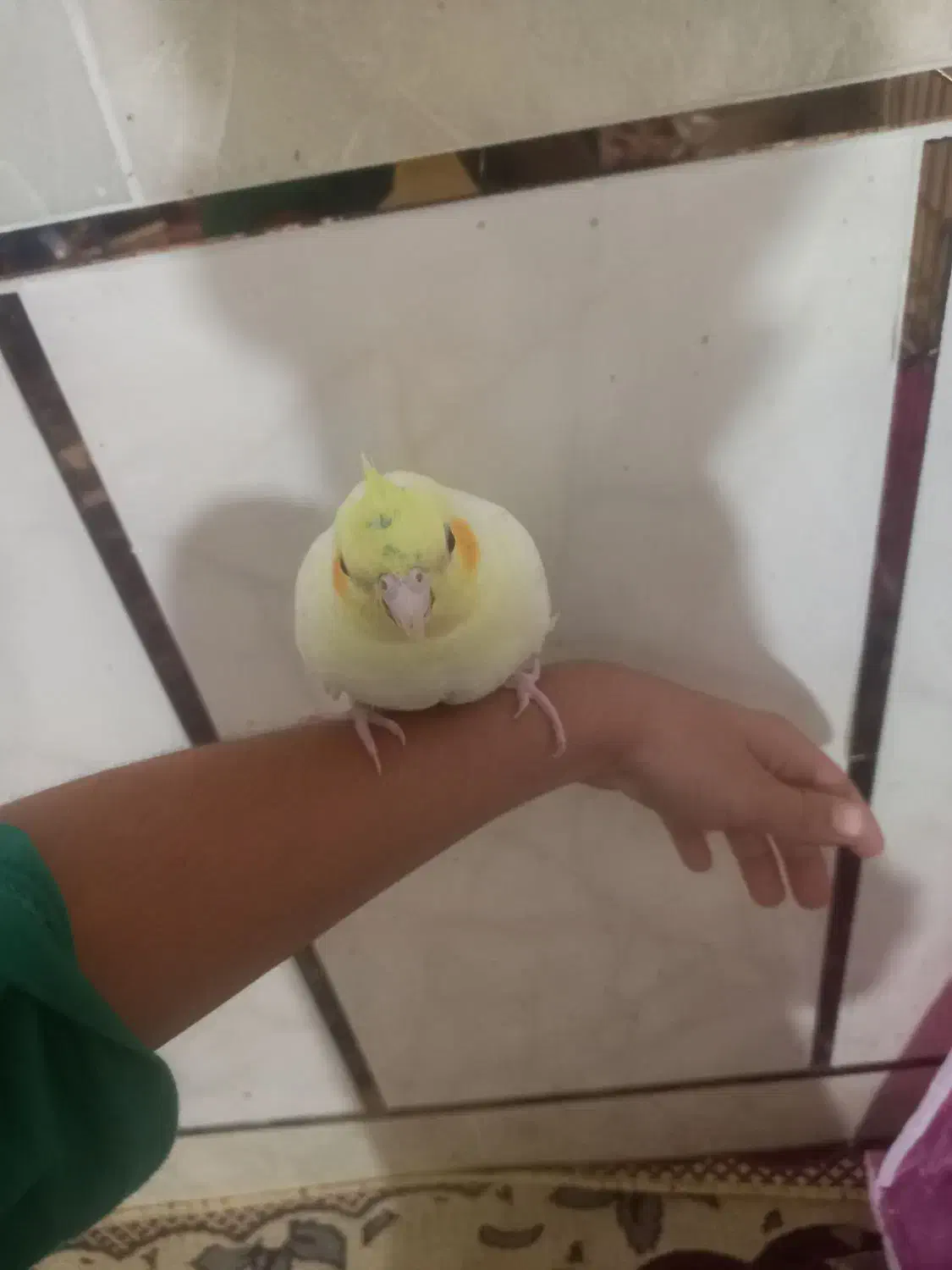 عروس هلندی|پرنده|وحدتیه, |دیوار