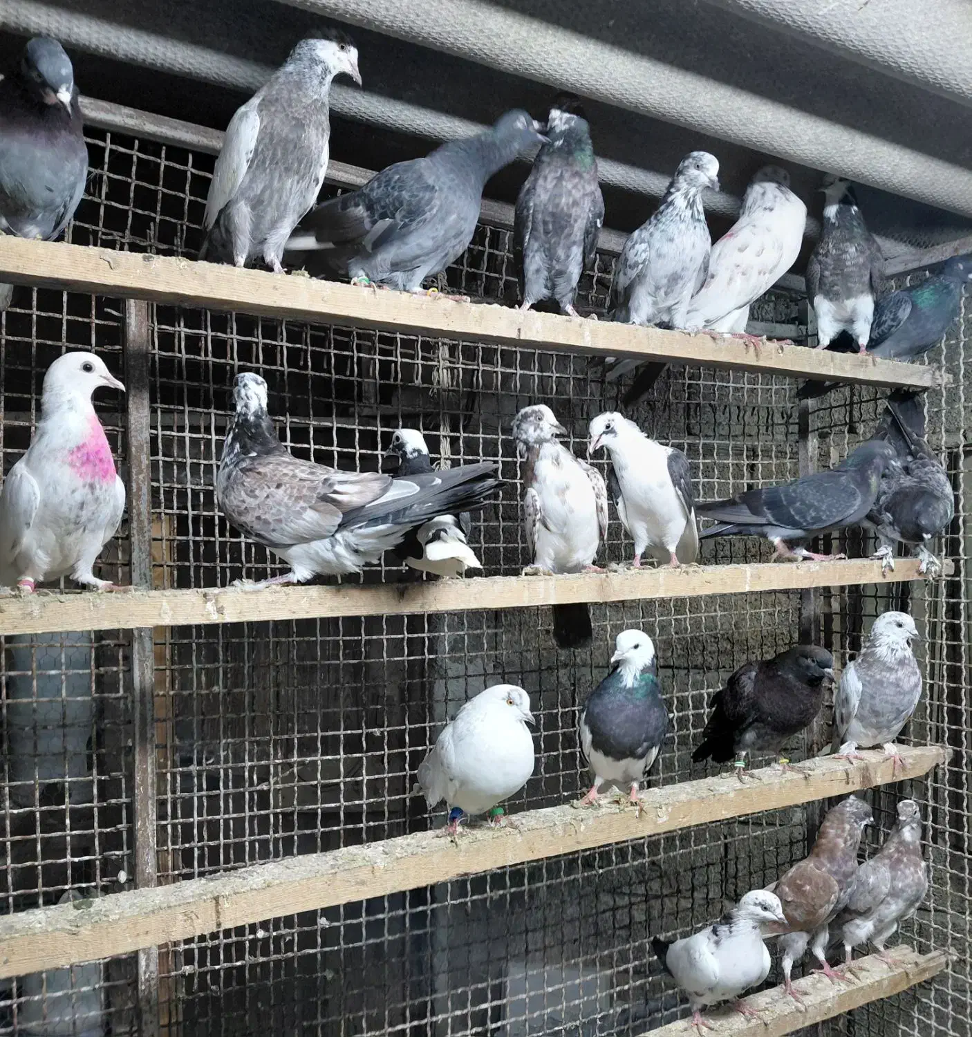 کبوتر جوجه هوایی|پرنده|قائم‌شهر, |دیوار