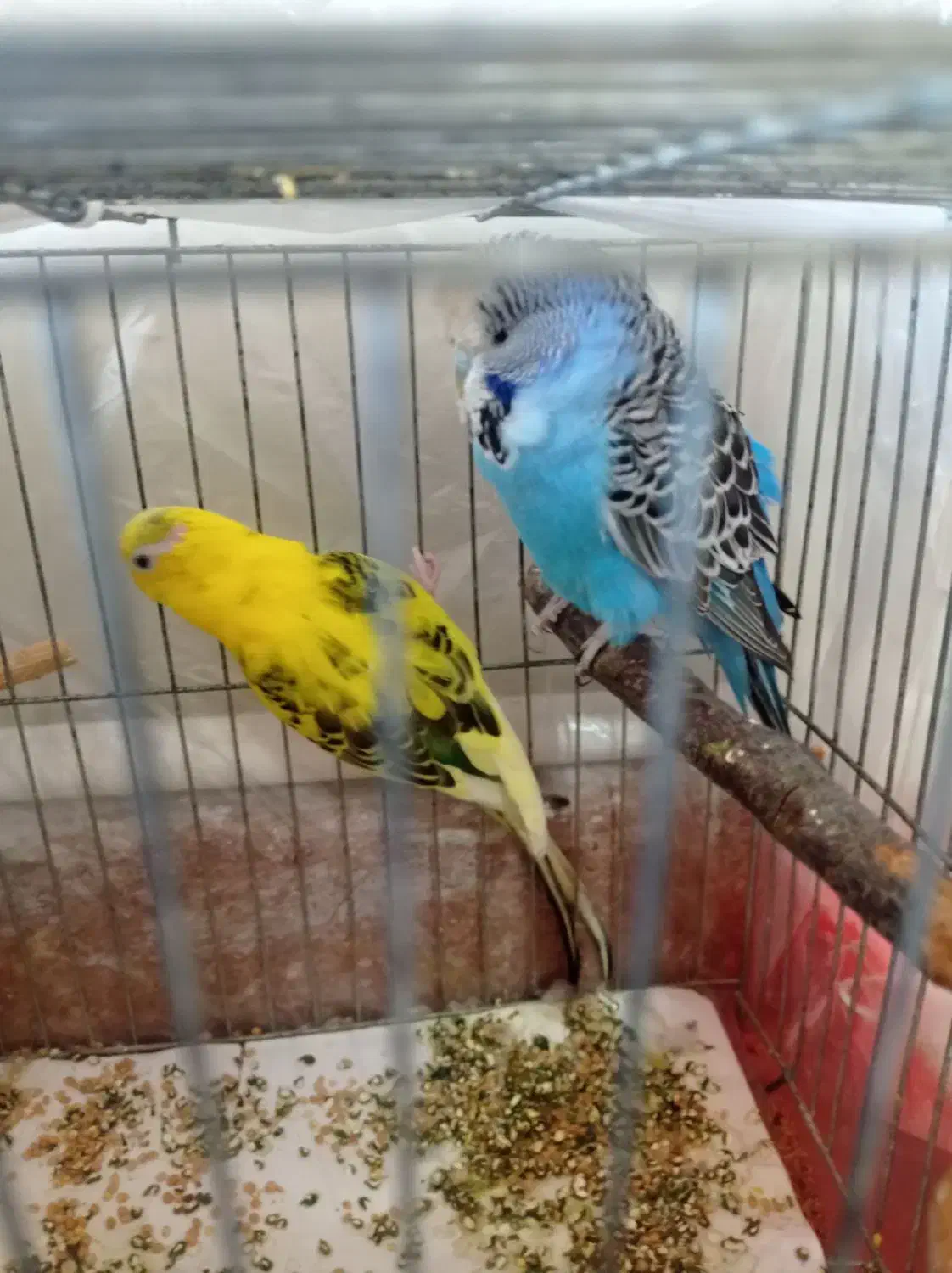 مرغ عشق هلندی|پرنده|خدا آفرین, |دیوار