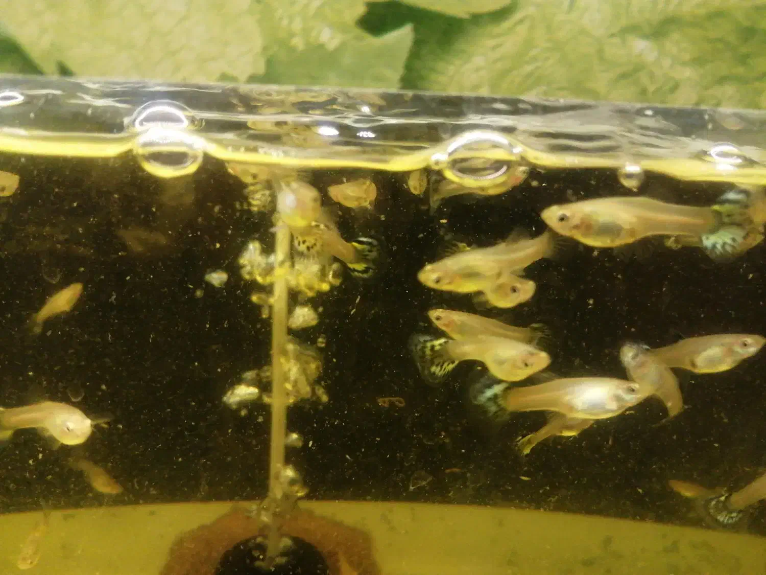 ماهی گوپی|ماهی|سمنان, |دیوار