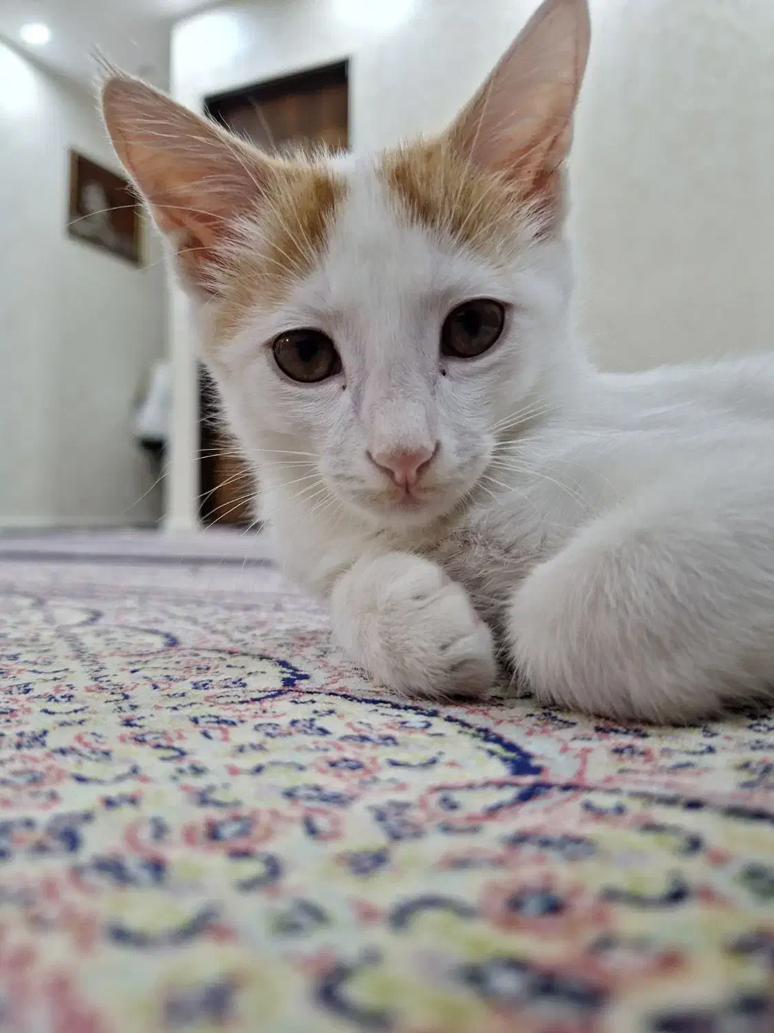 گربه|گربه|اردبیل, |دیوار