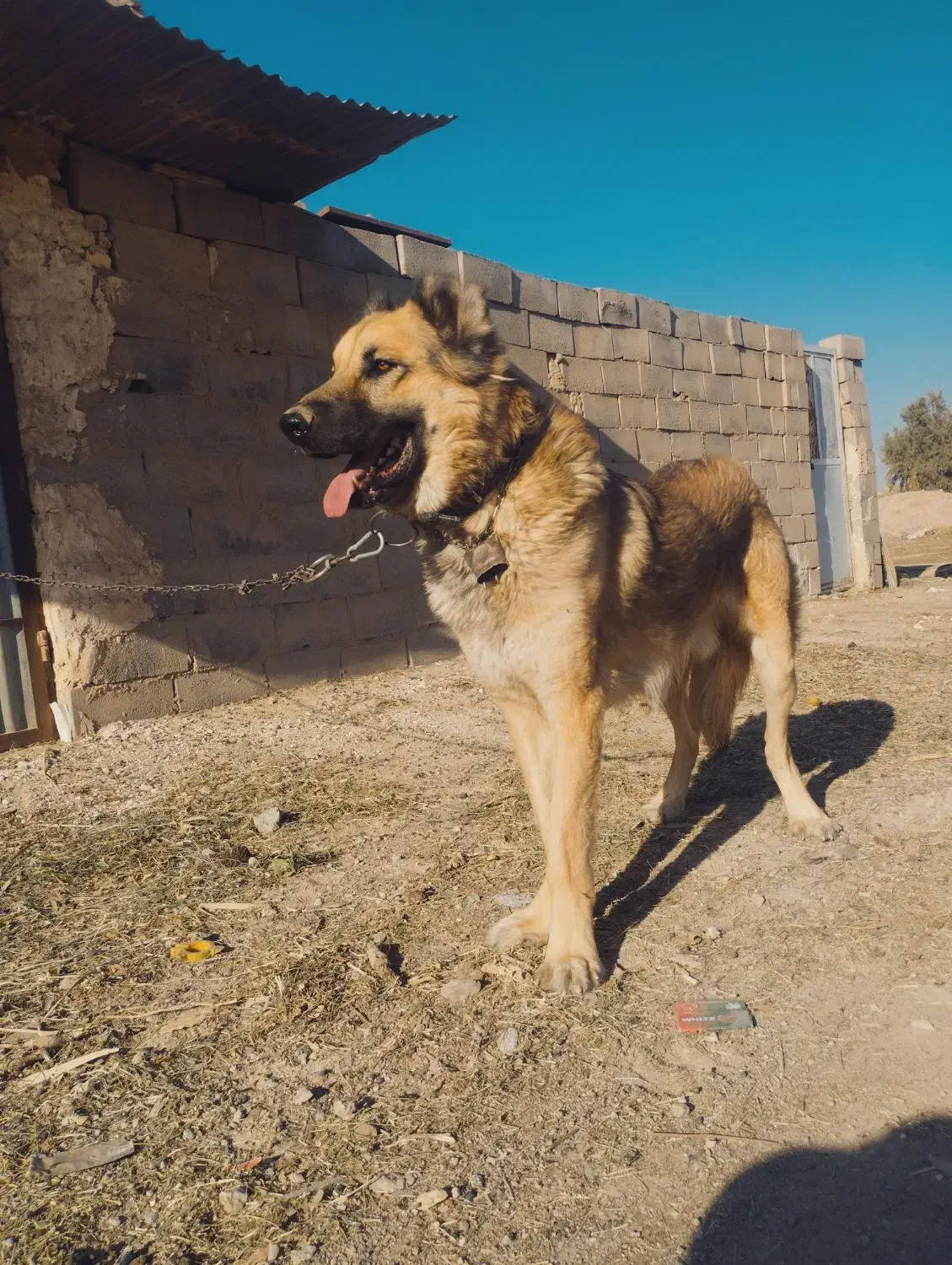 سگ سرابی|سگ|بافق, |دیوار