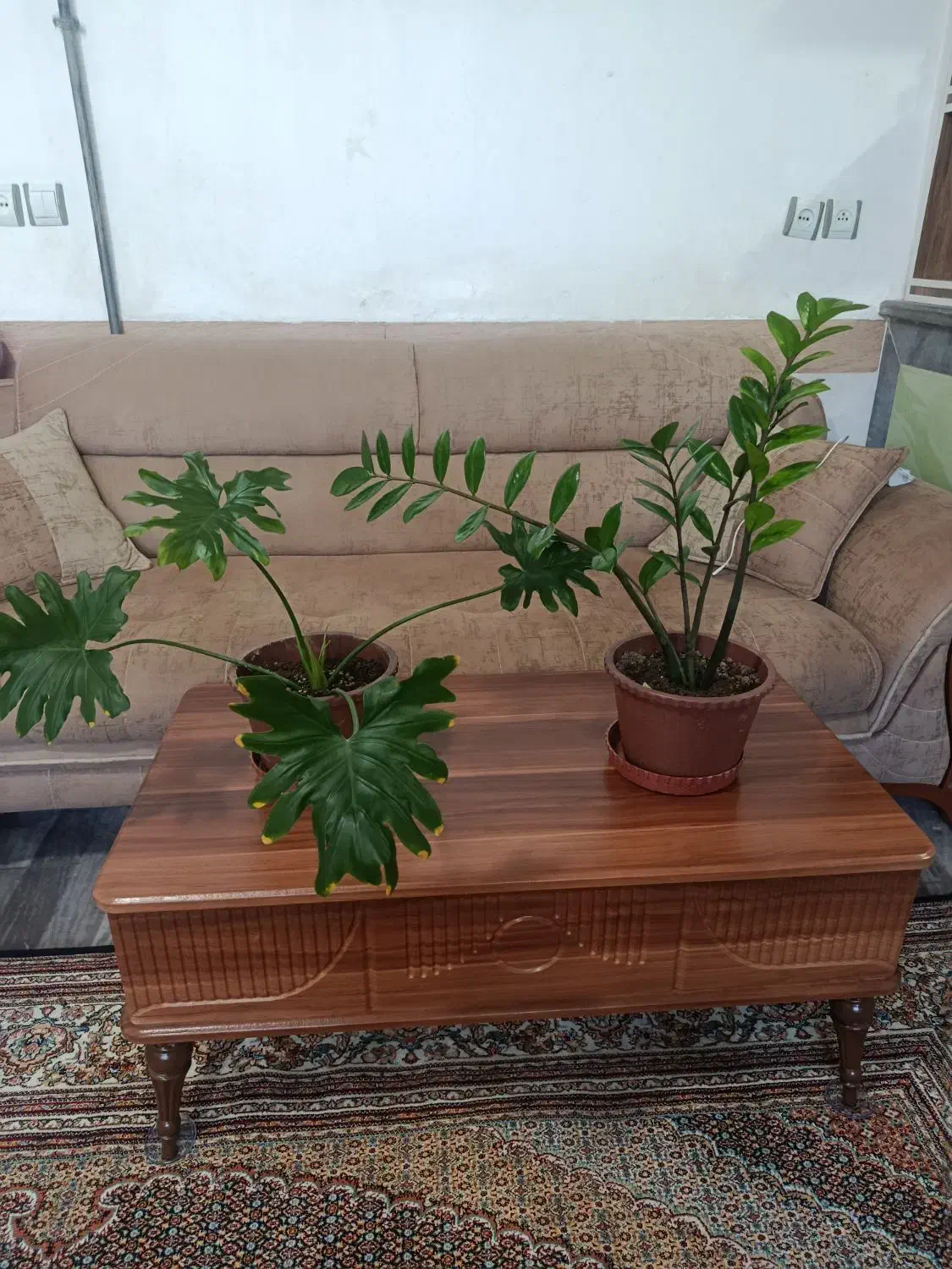 گل گیاه|گل و گیاه طبیعی|مرند, |دیوار