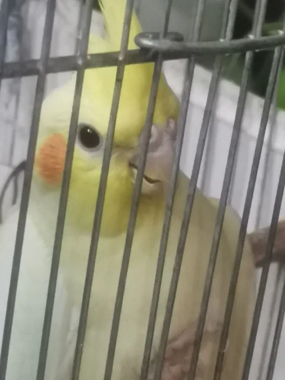 عروس هلندی|پرنده|قم, انسجام|دیوار