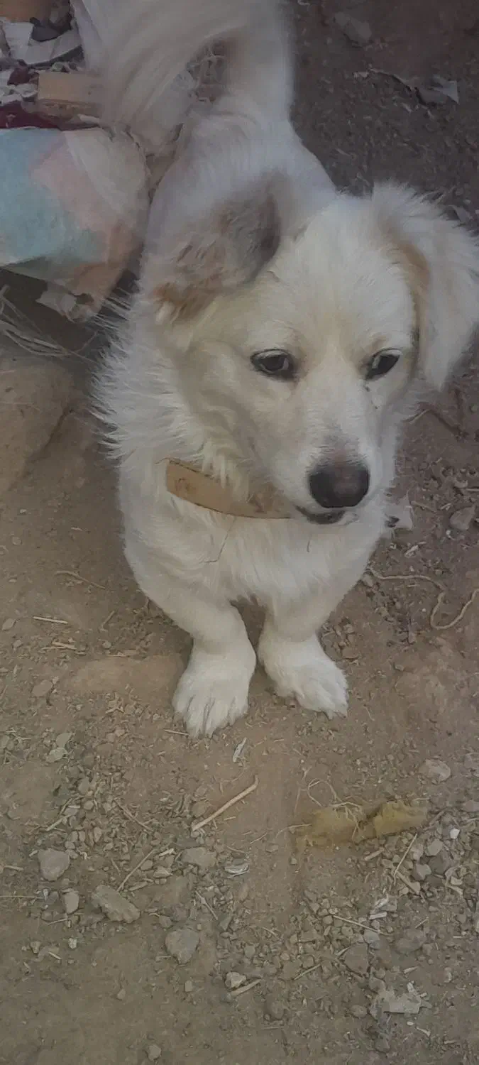 حیوان خانگی|سگ|زاوه, |دیوار