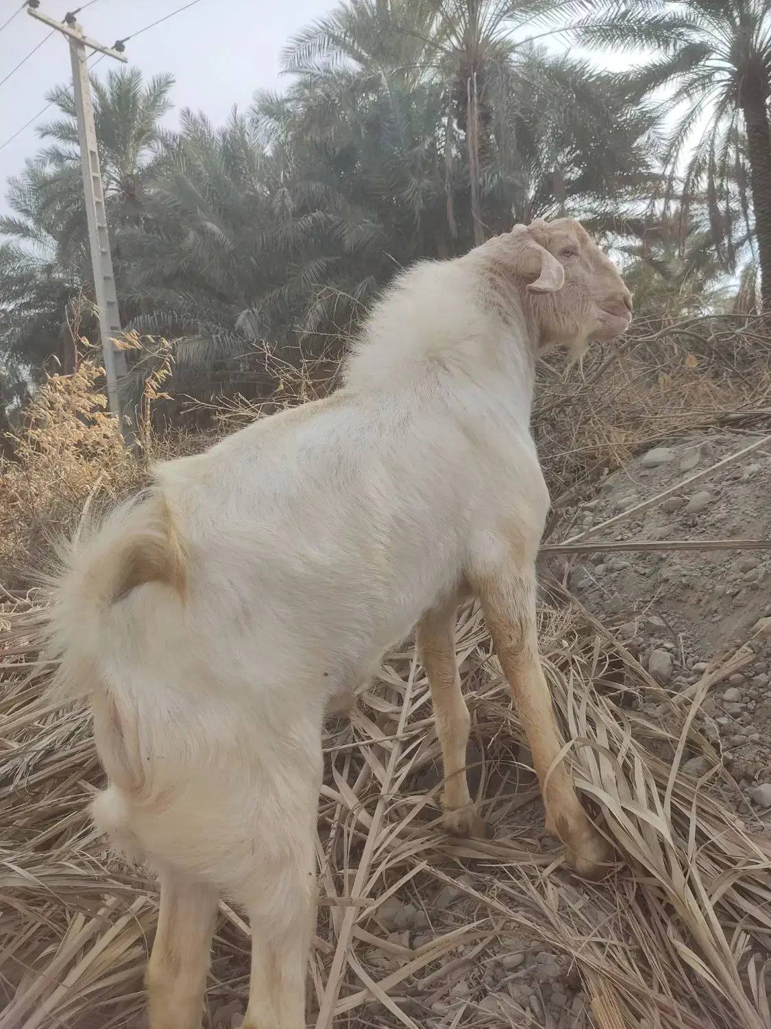 نری فروشی|حیوانات مزرعه|اسماعیلی, |دیوار