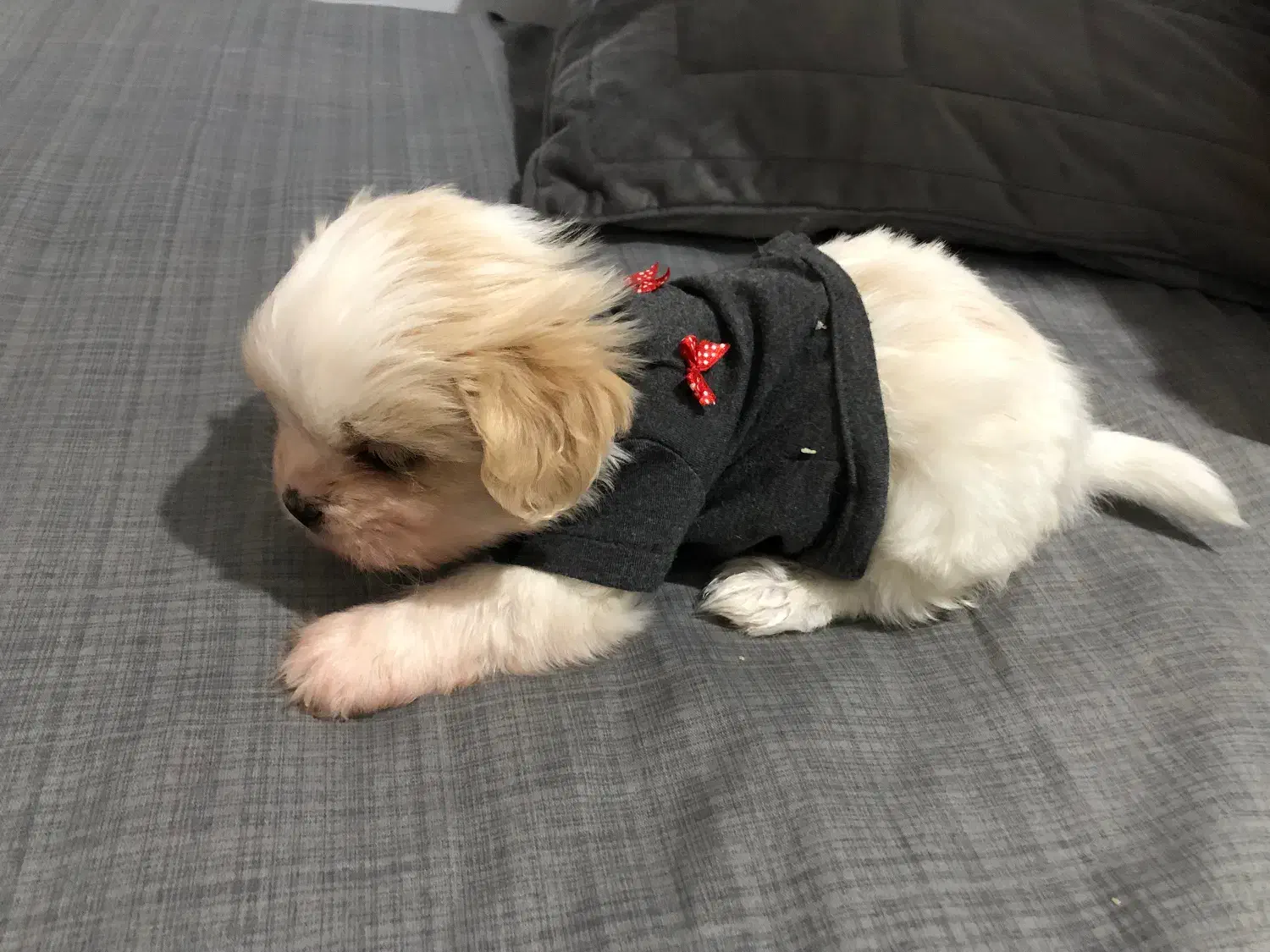 واگذاری سگ مالتیز|سگ|تهران, آهنگران (سراسیاب دولاب)|دیوار