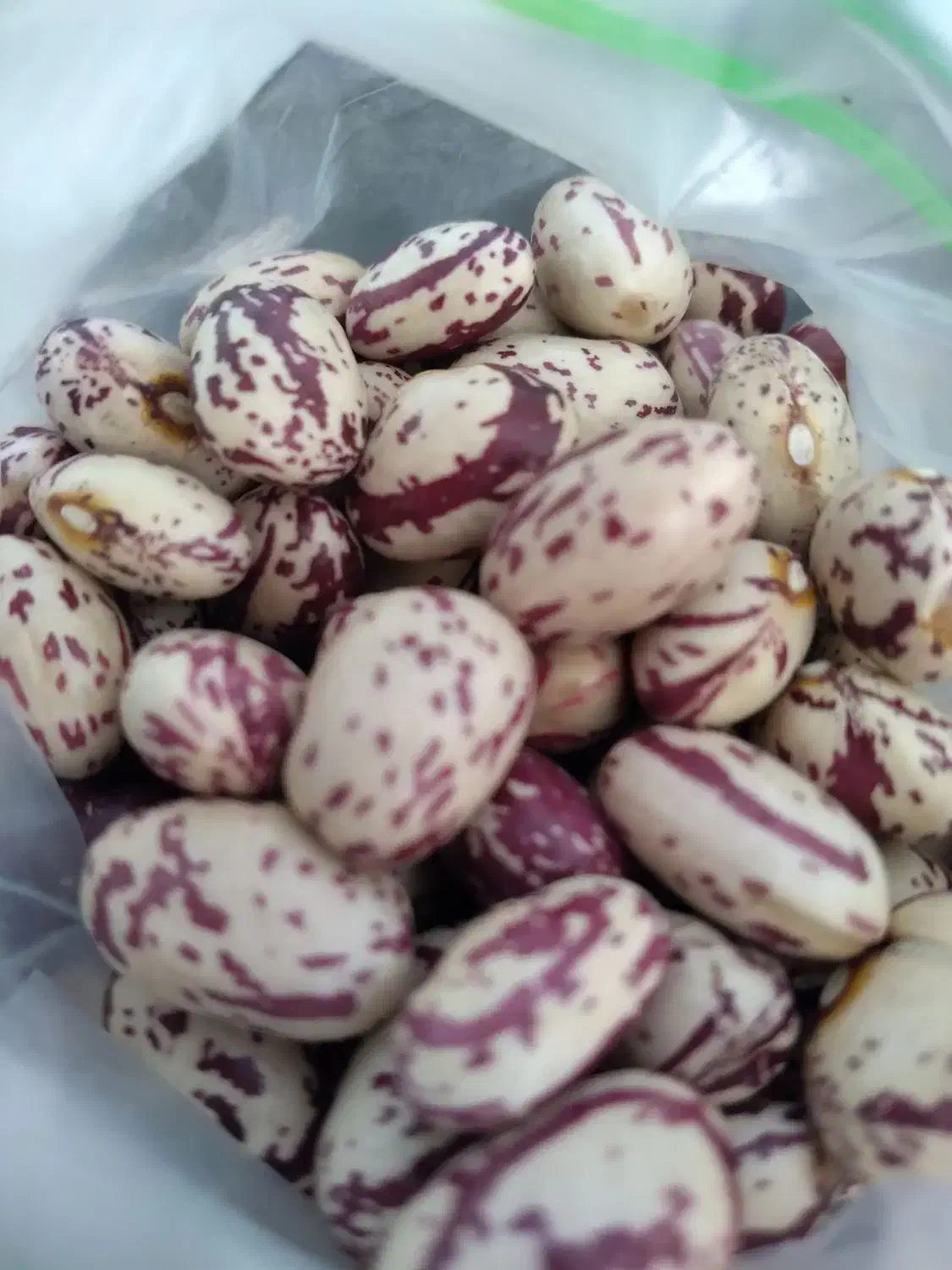 لوبیاچیتی تازه اردبیل عمده|خوردنی و آشامیدنی|بهارستان, |دیوار