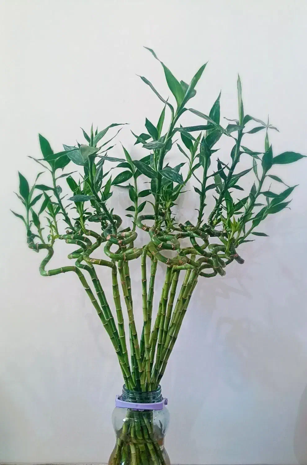 فروش بامبو‌جوانه|گل و گیاه طبیعی|خورموج, |دیوار