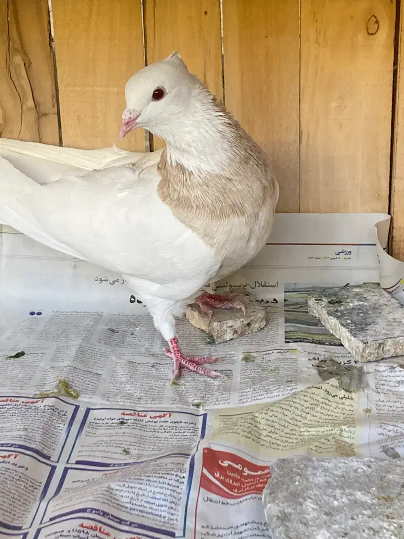 طوقی کرمانشاه|پرنده|قم, انسجام|دیوار