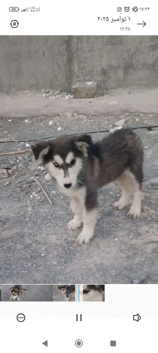 سگ نژاد هاسکی|سگ|مهاباد (آذربایجان غربی), |دیوار