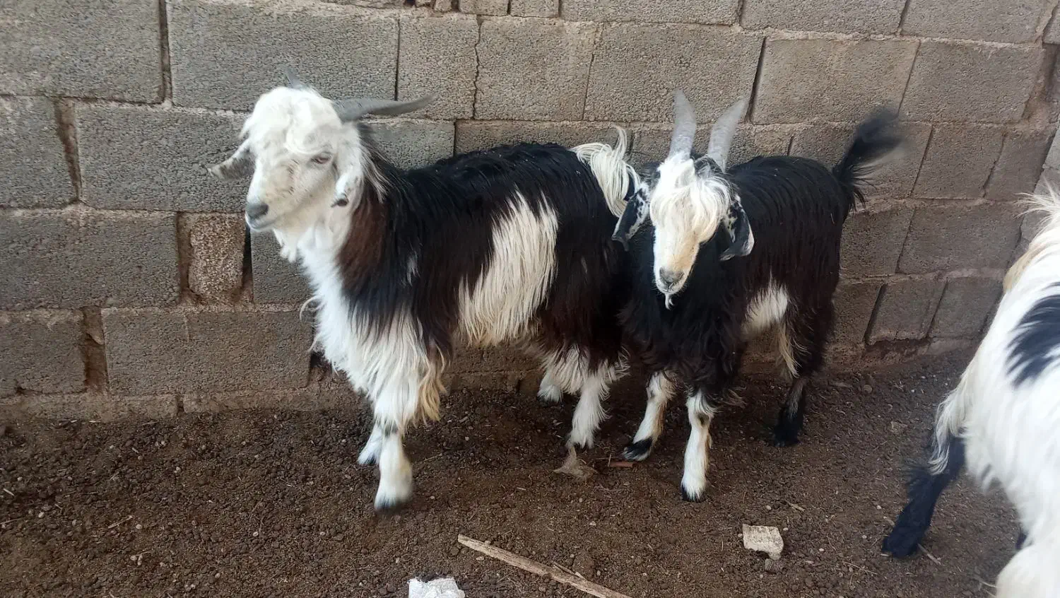 دو راس بره نردرجه یک چاق تخت|حیوانات مزرعه|داراب, |دیوار