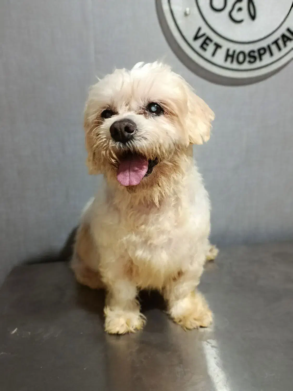 واگذاری رایگان سگ|سگ|تالش, تالش|دیوار