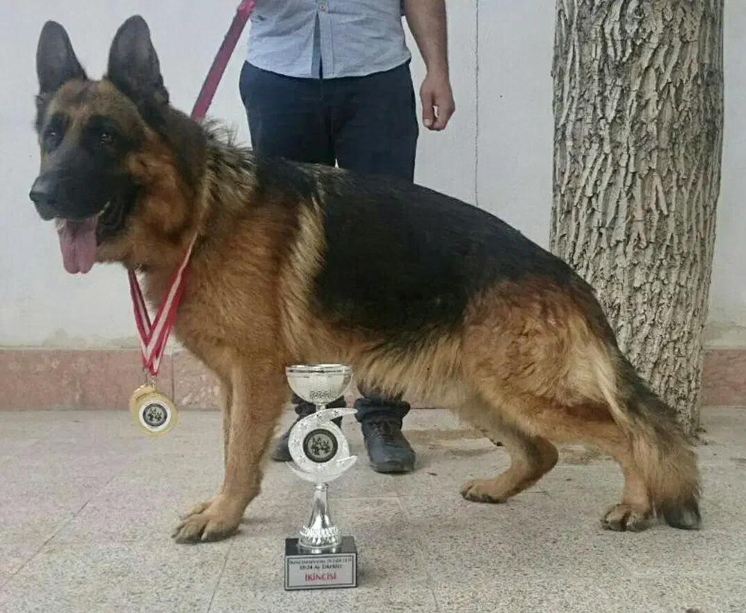 سگ ژرمن شپرد|سگ|تهران, دریا|دیوار