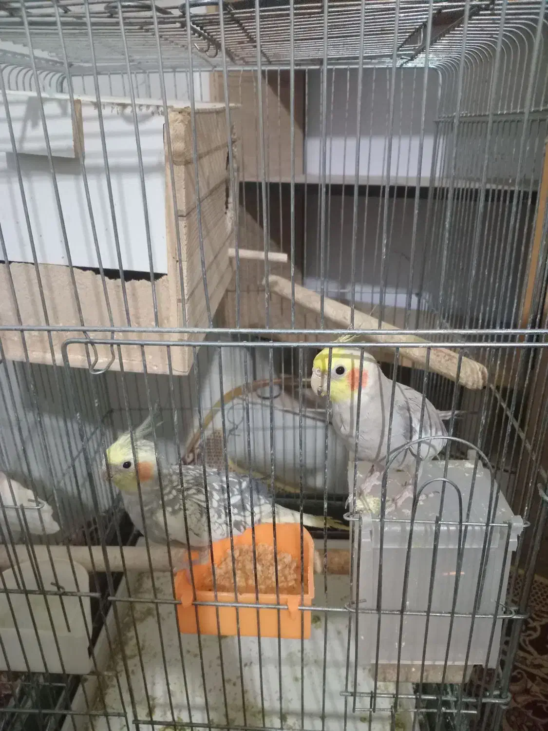 عروس هلندی مولد|پرنده|ماهدشت, |دیوار