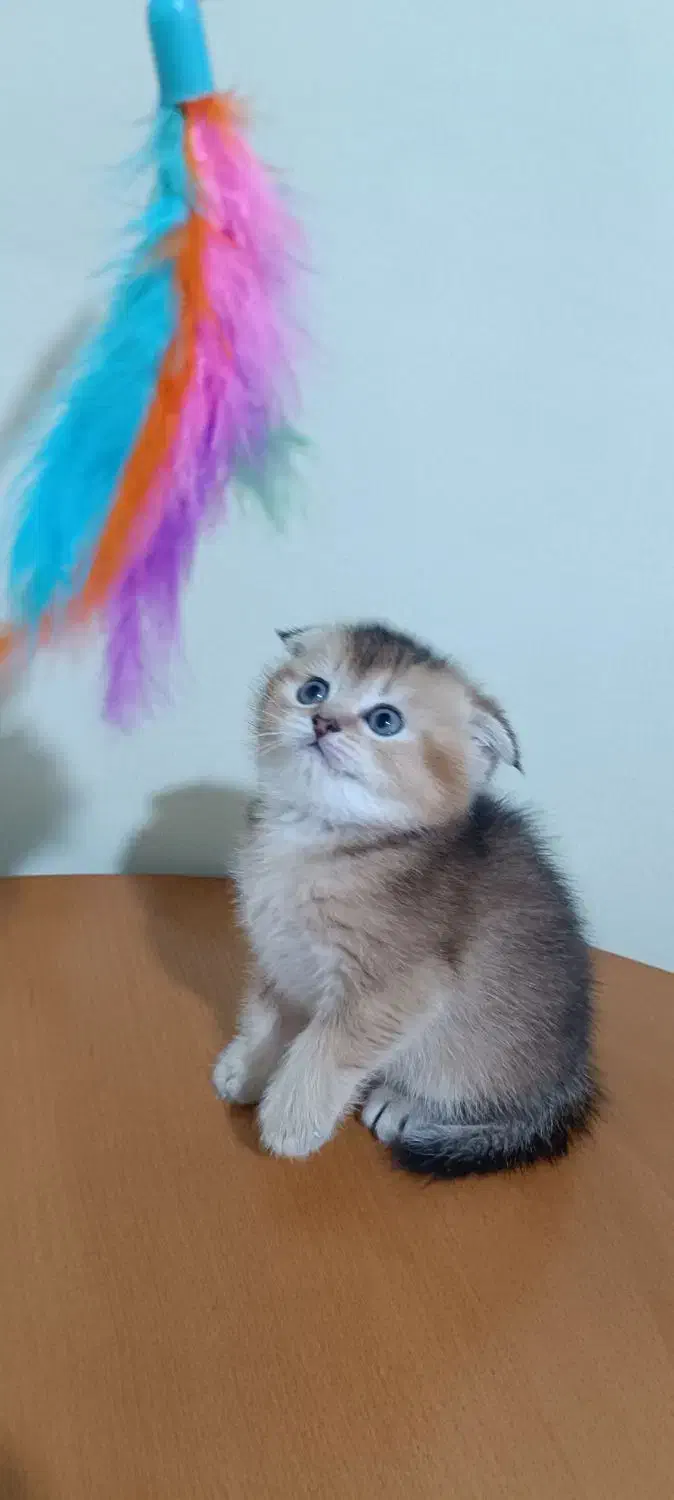 سرپرستی اسکاتیش بریتیش|گربه|بوشهر, |دیوار