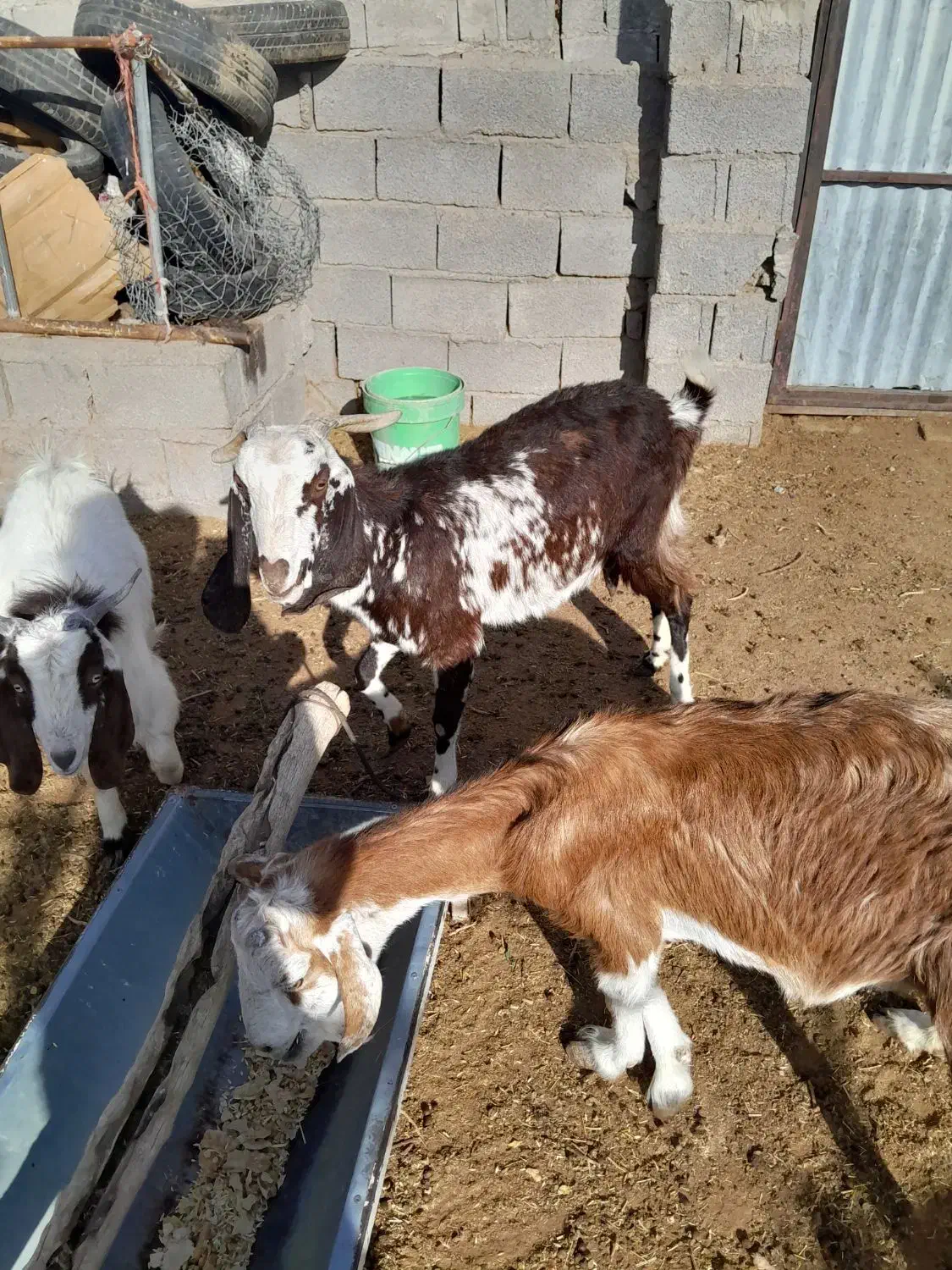 گوسفند بز کهره بره|حیوانات مزرعه|کرمان, |دیوار