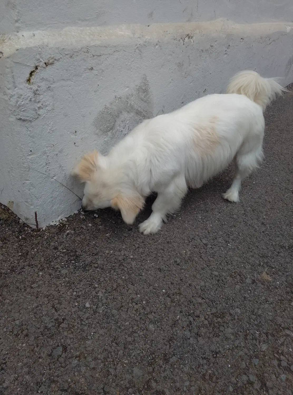 واگذاری سگ|سگ|محمودآباد, |دیوار