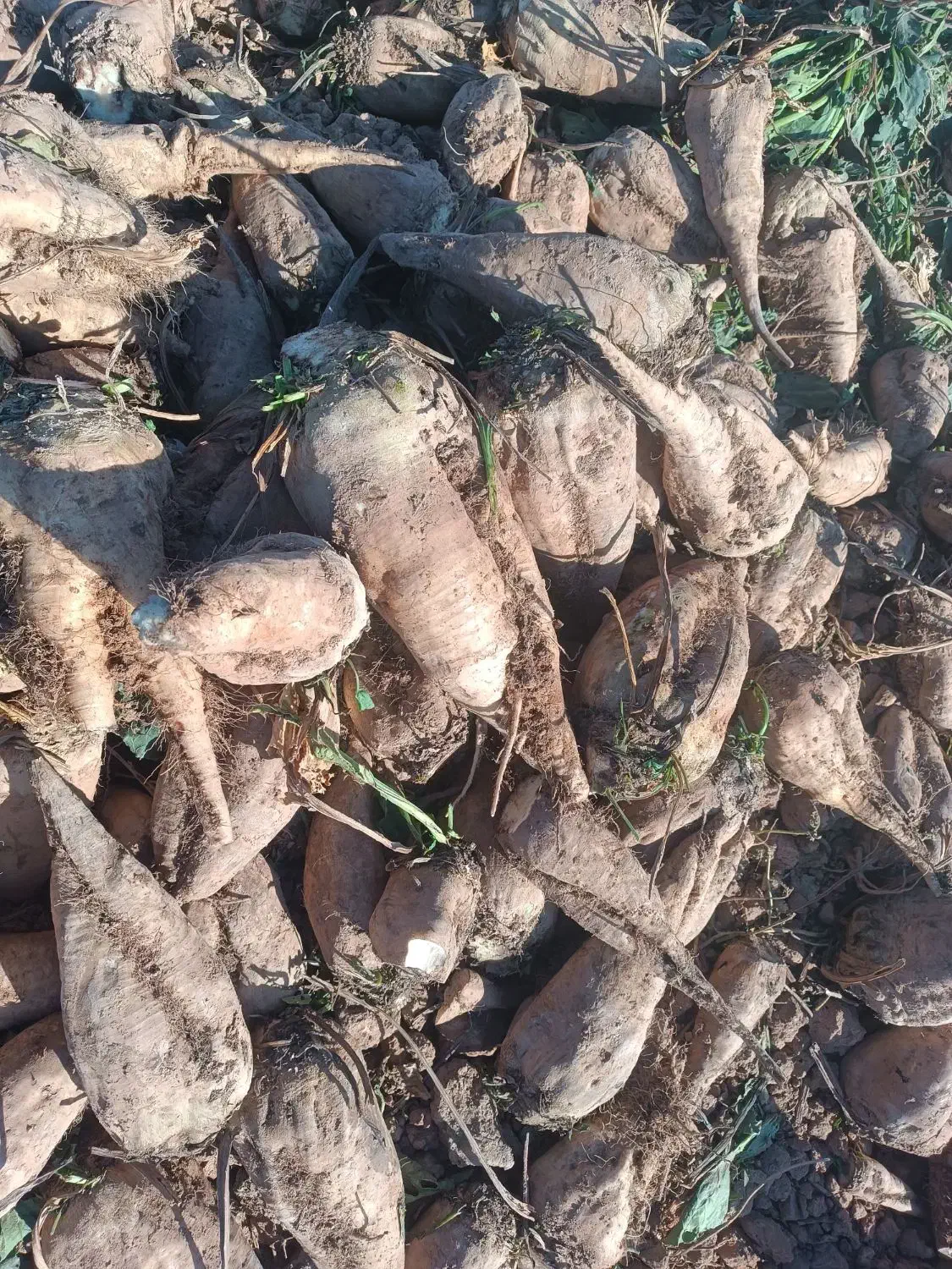 جغندر قند|خوردنی و آشامیدنی|بشاریات, |دیوار