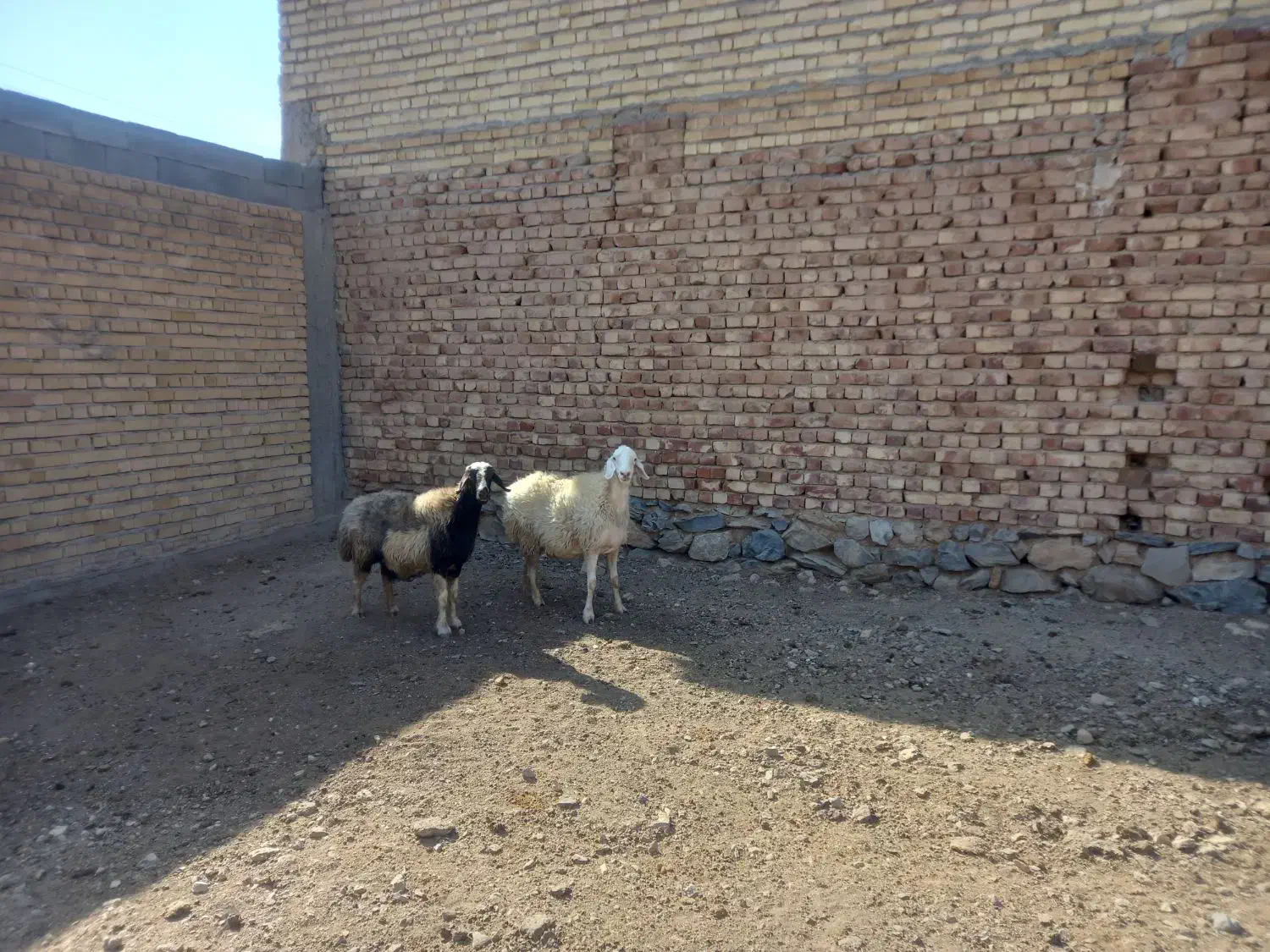 میش|حیوانات مزرعه|مرودشت, محمد آباد|دیوار