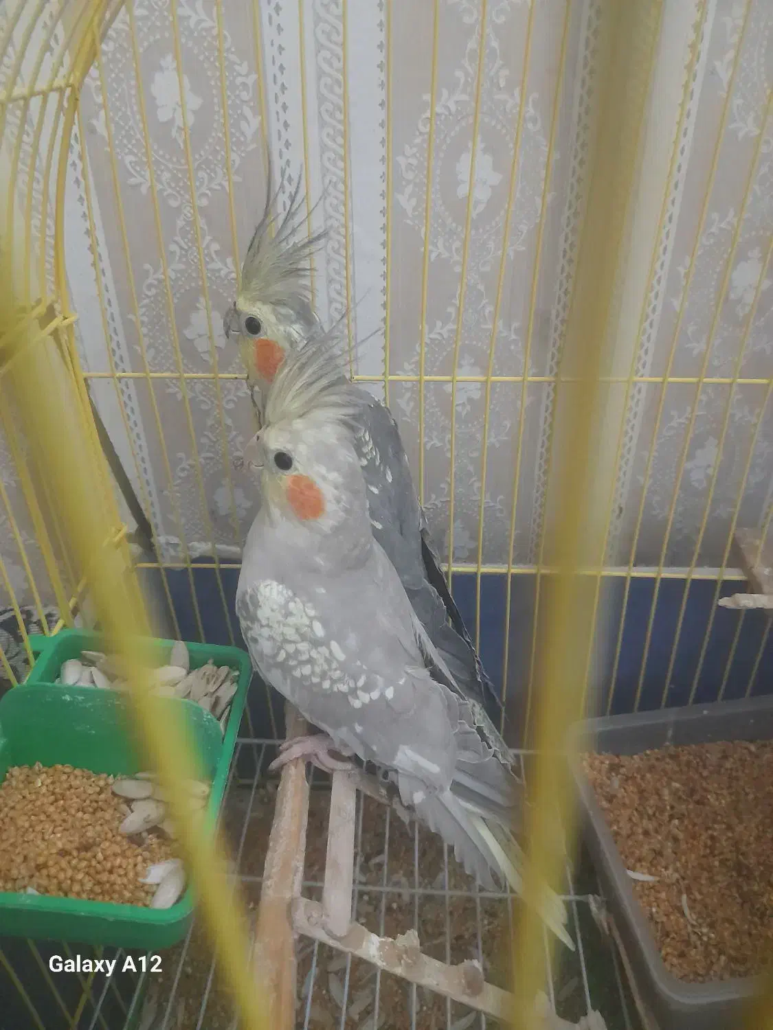 عروس هلندی|پرنده|مهدی شهر, |دیوار