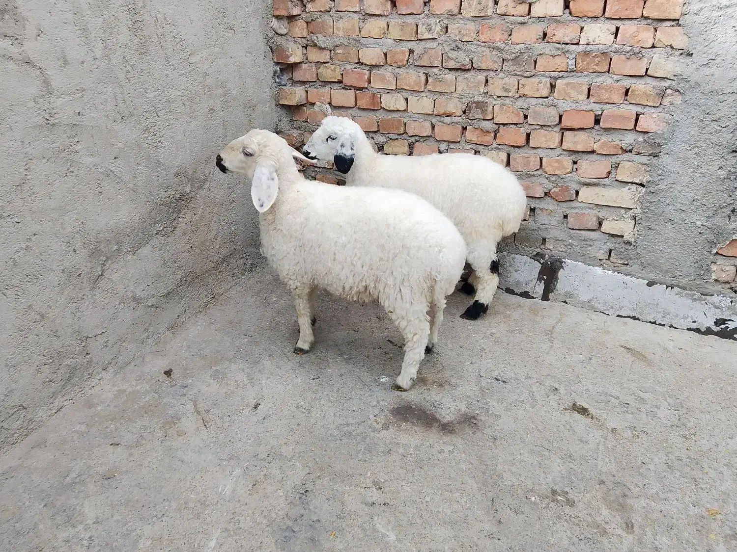 دوتا2تا بره دوقلو نر و ماده/خانگی نان خور وجوخور|حیوانات مزرعه|زاهدان, |دیوار