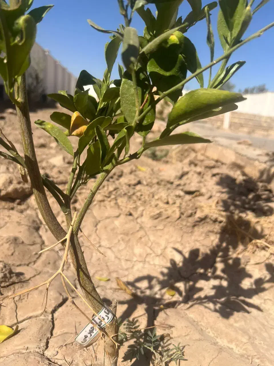 زمین ویلایی درختکاری دیوارکشی یزدآباد اقساطی|فروش زمین و ملک کلنگی|کاشان, یزد‌آباد|دیوار