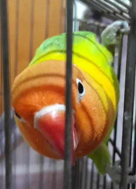 طوطی برزیلی|پرنده|قزوین, |دیوار