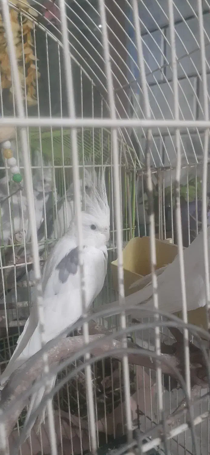 عروس هلندی زیبا و البینو دستی و سخن گو|پرنده|گرمسار, |دیوار