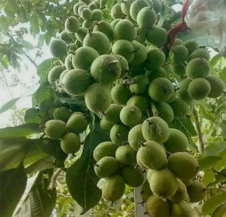 نهال گردو پکان پیوندی|خدمات باغبانی و درختکاری|قیدار, |دیوار