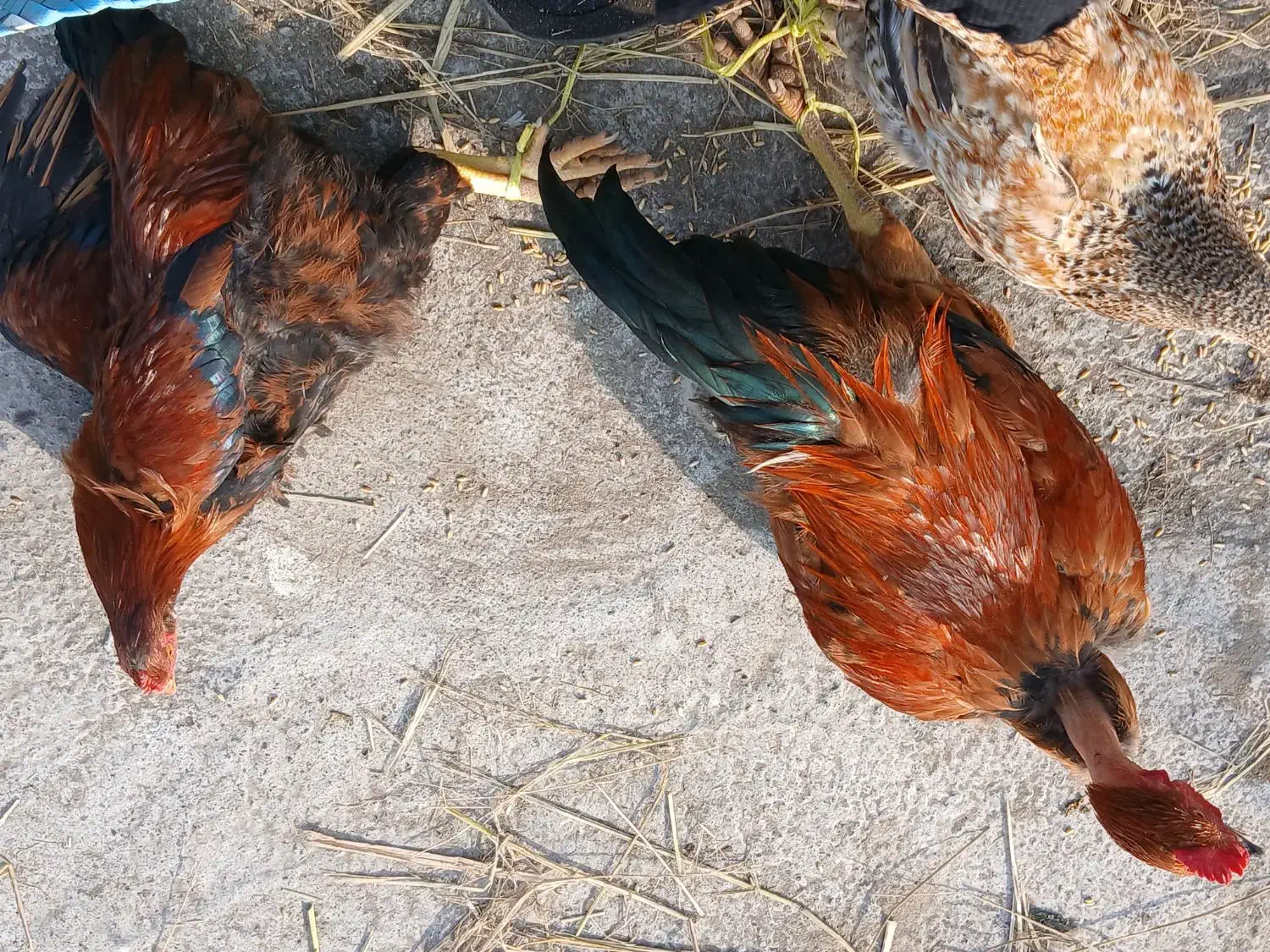 سه خروس یدونه بزرگش دوردست چهارماهه درشت هستش|حیوانات مزرعه|آستانه اشرفیه, |دیوار