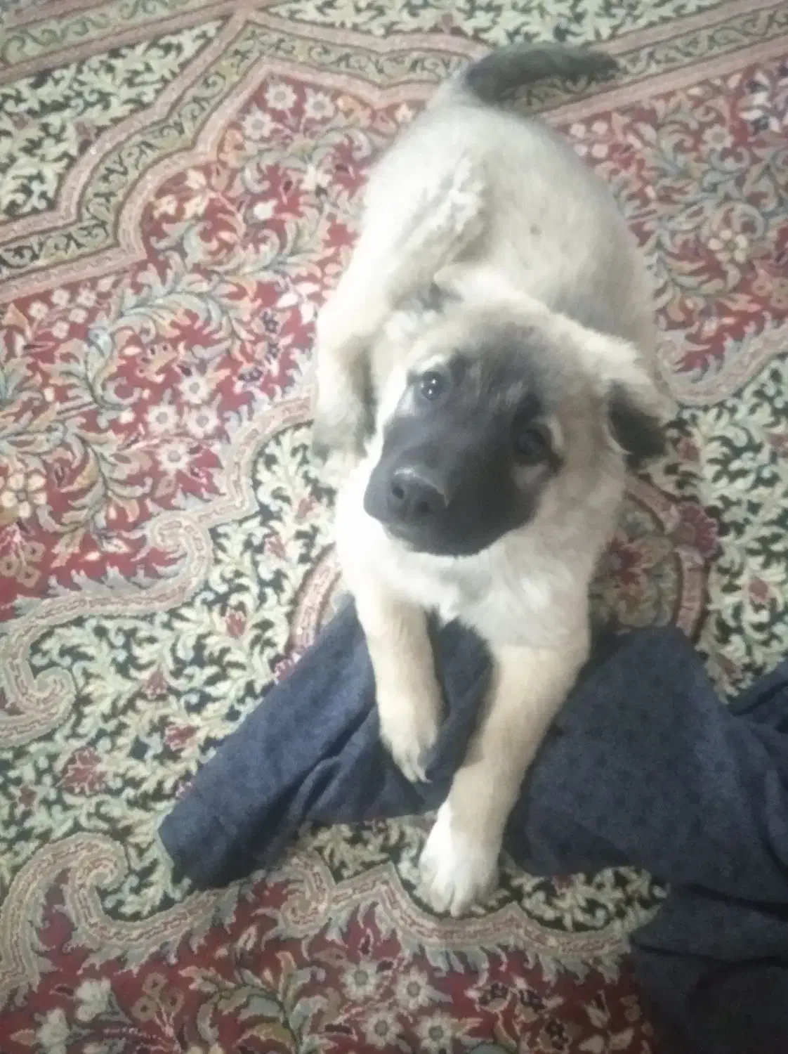 توله سه ماهه|حیوانات|شیروان (خراسان), |دیوار