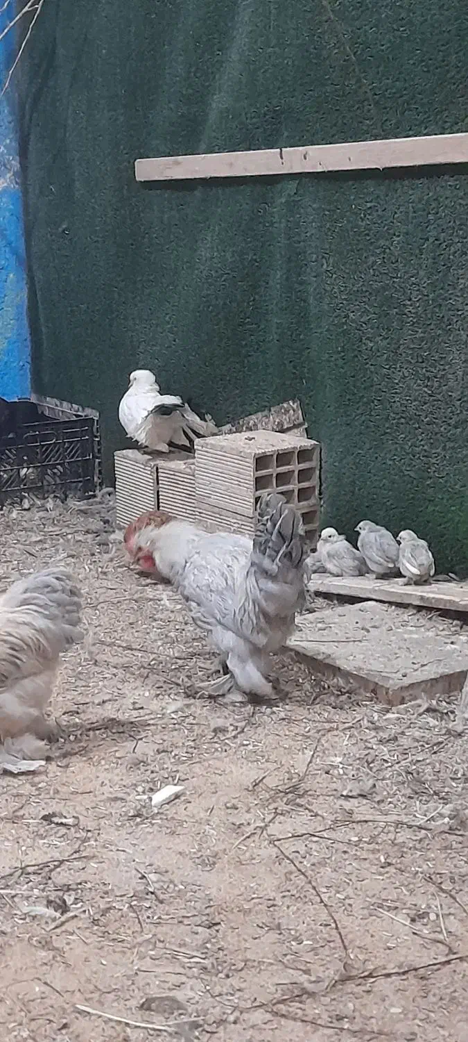 مرغ کوشین|حیوانات مزرعه|رشت, پاره بیجار|دیوار