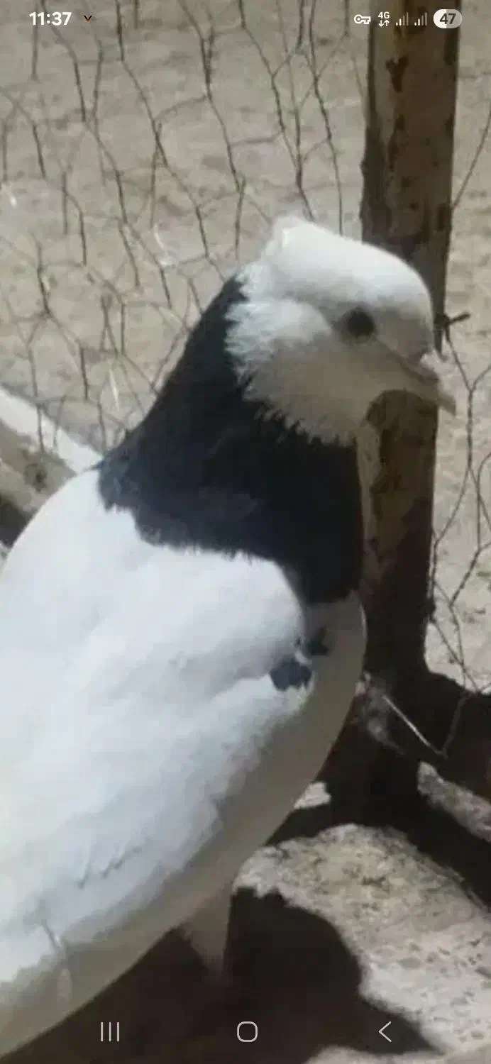 کبوتر|پرنده|قائن, |دیوار