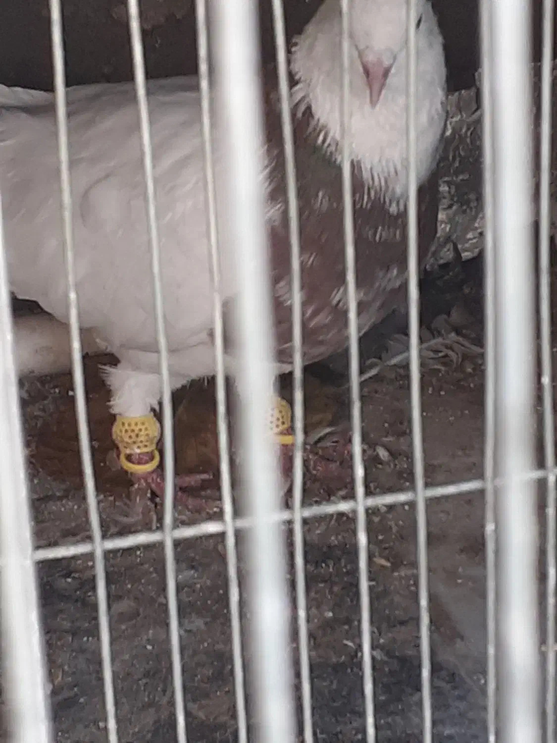 فروش یک عدد طوقی|پرنده|فولادشهر, زاینده رود|دیوار