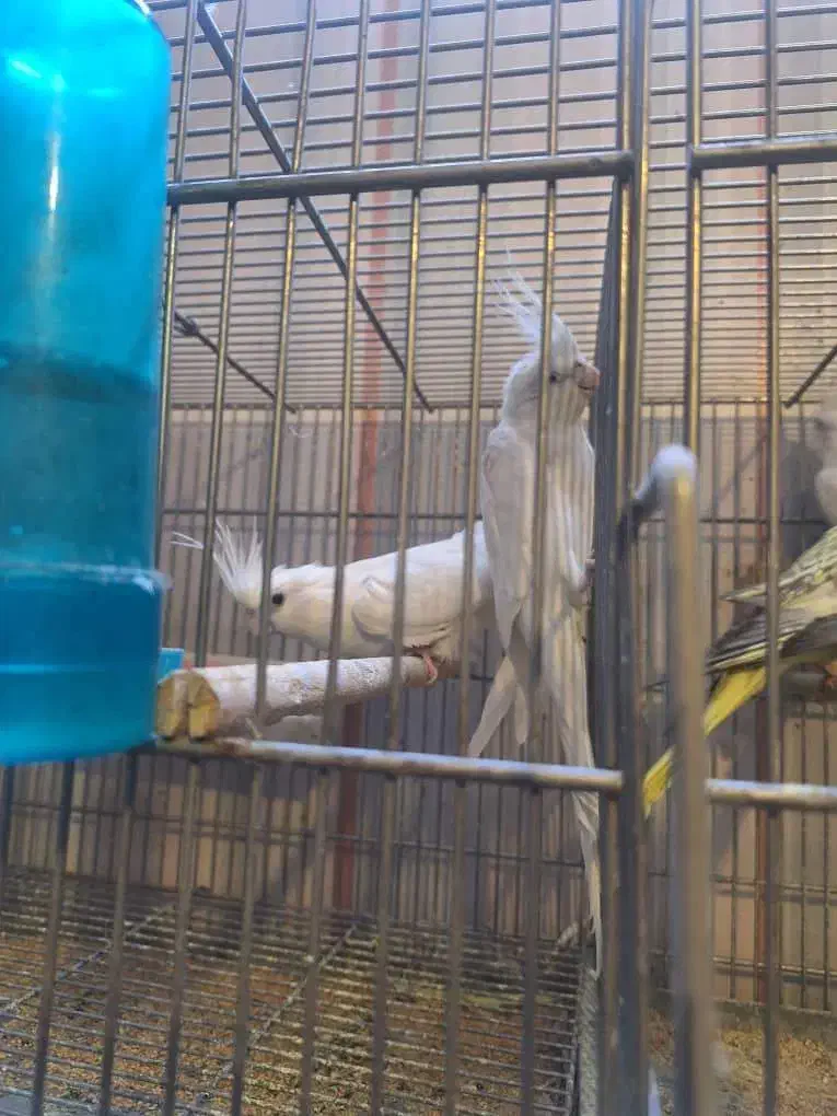 عروس هلندی|پرنده|قم, سالاریه|دیوار