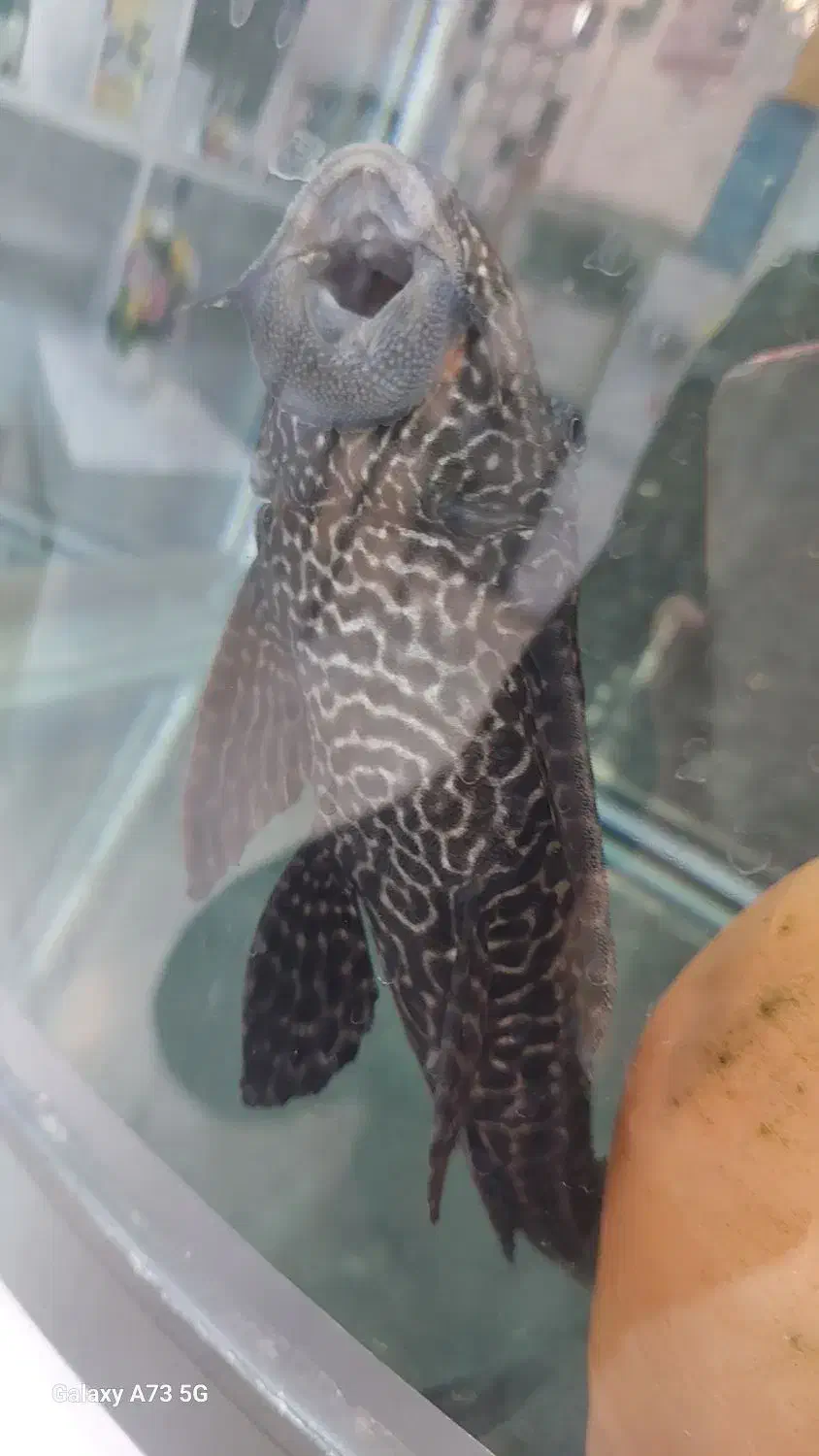 لجن خوار سایز بزرگ|ماهی|سنندج, |دیوار