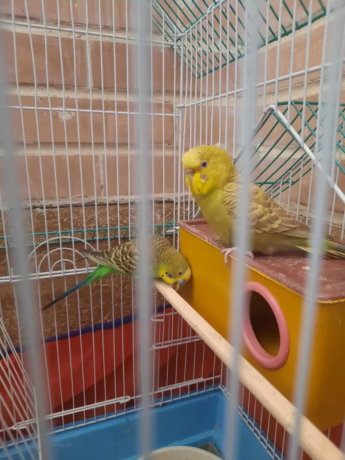 مرغ عشق|پرنده|فولادشهر, مسکن مهر فولادشهر|دیوار