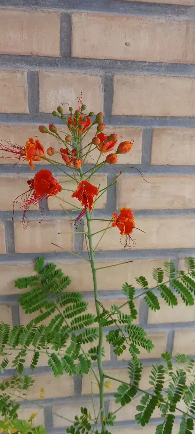 من بجای شما از حساب اعتباریم خرید کنم|خدمات مالی، حسابداری، بیمه|رامهرمز, |دیوار