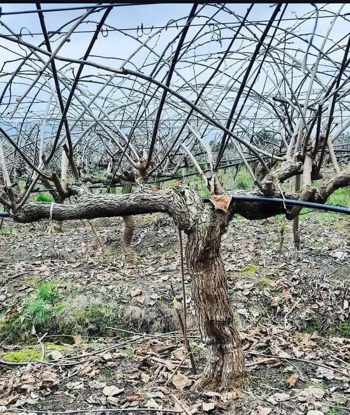 هرس درخت کیوی پذیرفته میشود،|خدمات باغبانی و درختکاری|لوندویل, |دیوار