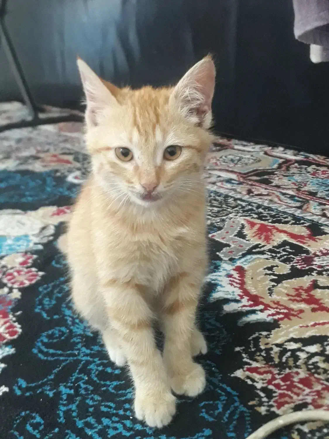 بچه گربه|گربه|گنبد کاووس, |دیوار