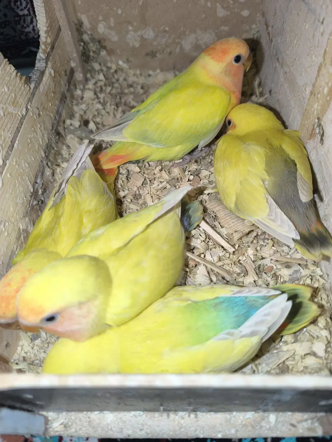 کوتوله طوطی برزیلی|پرنده|قدس, شهرقدس|دیوار