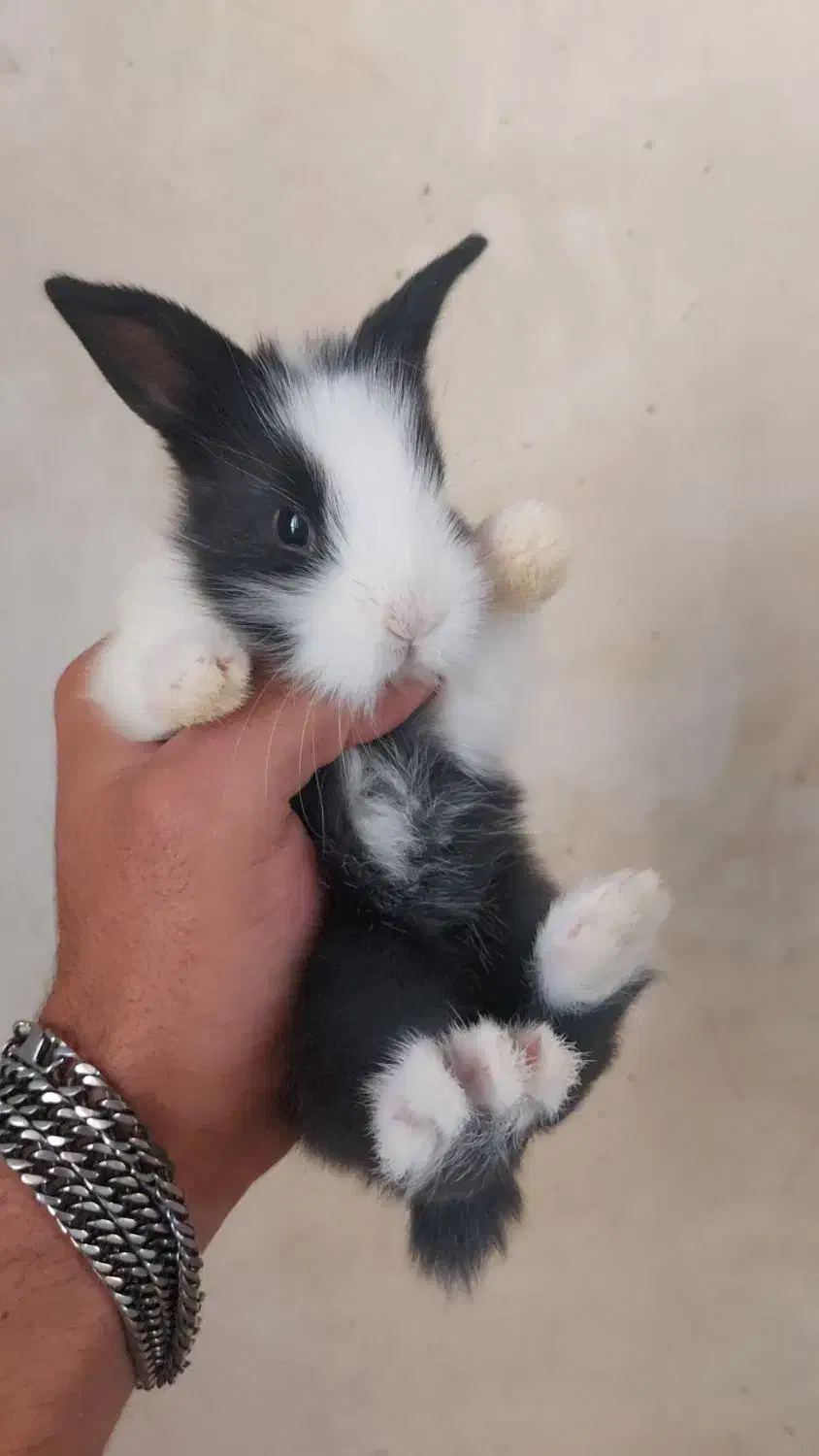 بچه خرگوش مینی لوپ خونگی اصفهان و نجف آباد|موش و خرگوش|نجفآباد, کهریزسنگ|دیوار