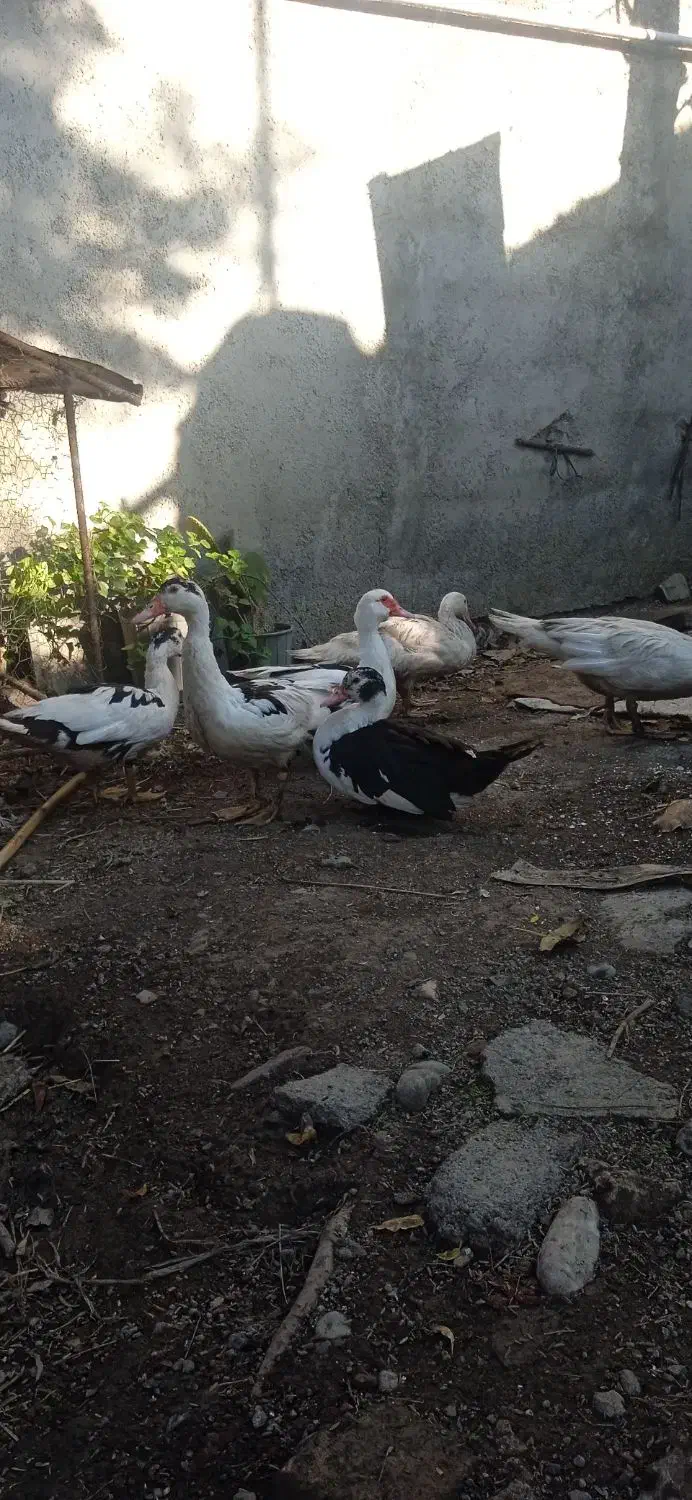 اردک اسرائیلی|حیوانات مزرعه|مزرعه کتول, |دیوار