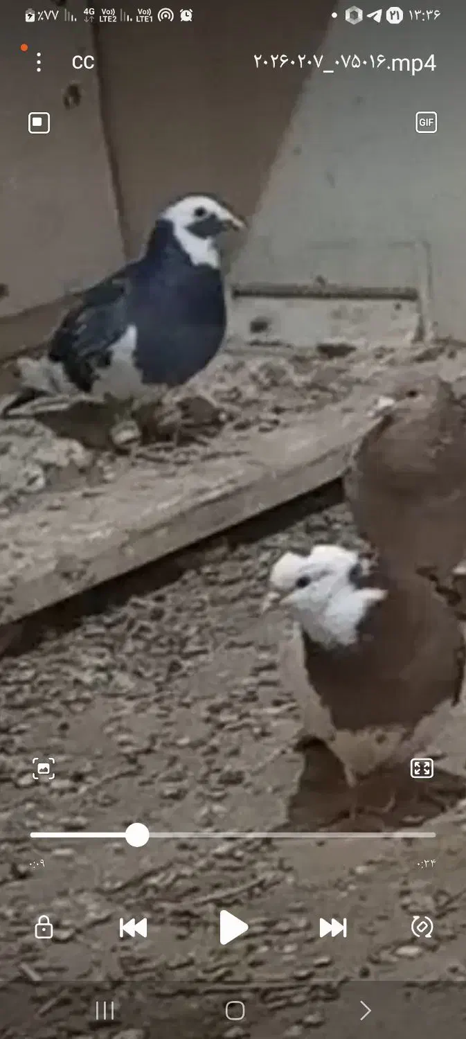 گمشده|حیوانات|نیشابور, مازول|دیوار