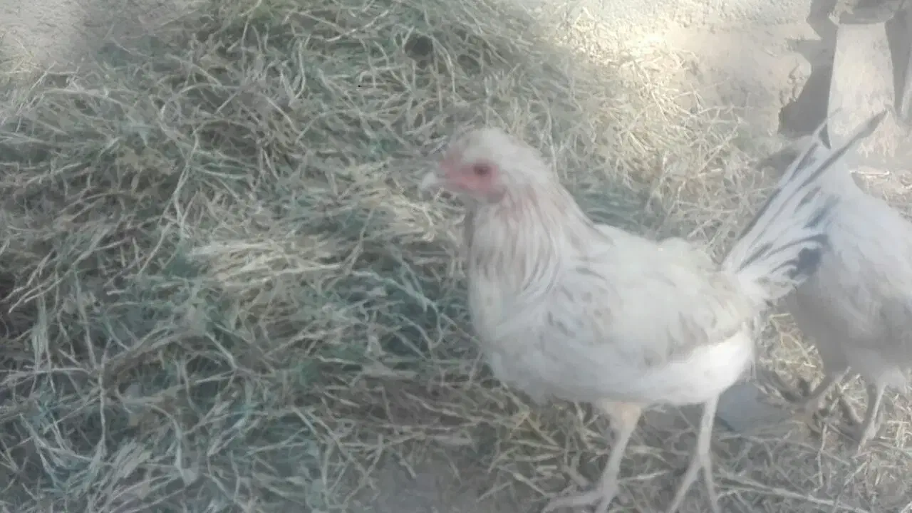 سه خروس وطنی چاق چله دو رگه|حیوانات مزرعه|کوهپایه, |دیوار