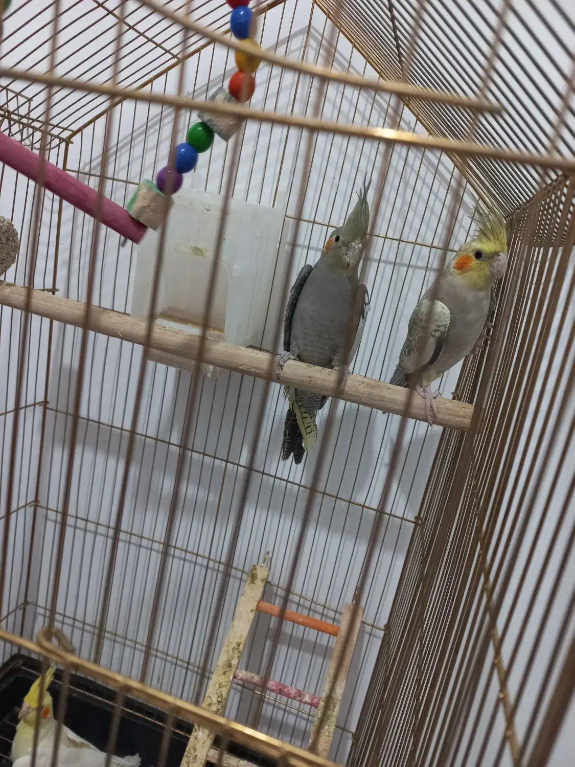 جوجه عروس هلندی ۳ ماهه دانه خور|پرنده|مشهد, کشف|دیوار