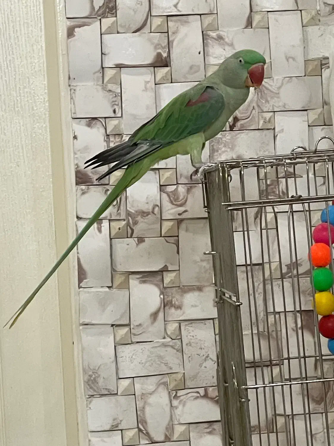 شاه طوطی سخنگو کلام دار|پرنده|تهران, امام زاده عبدالله|دیوار