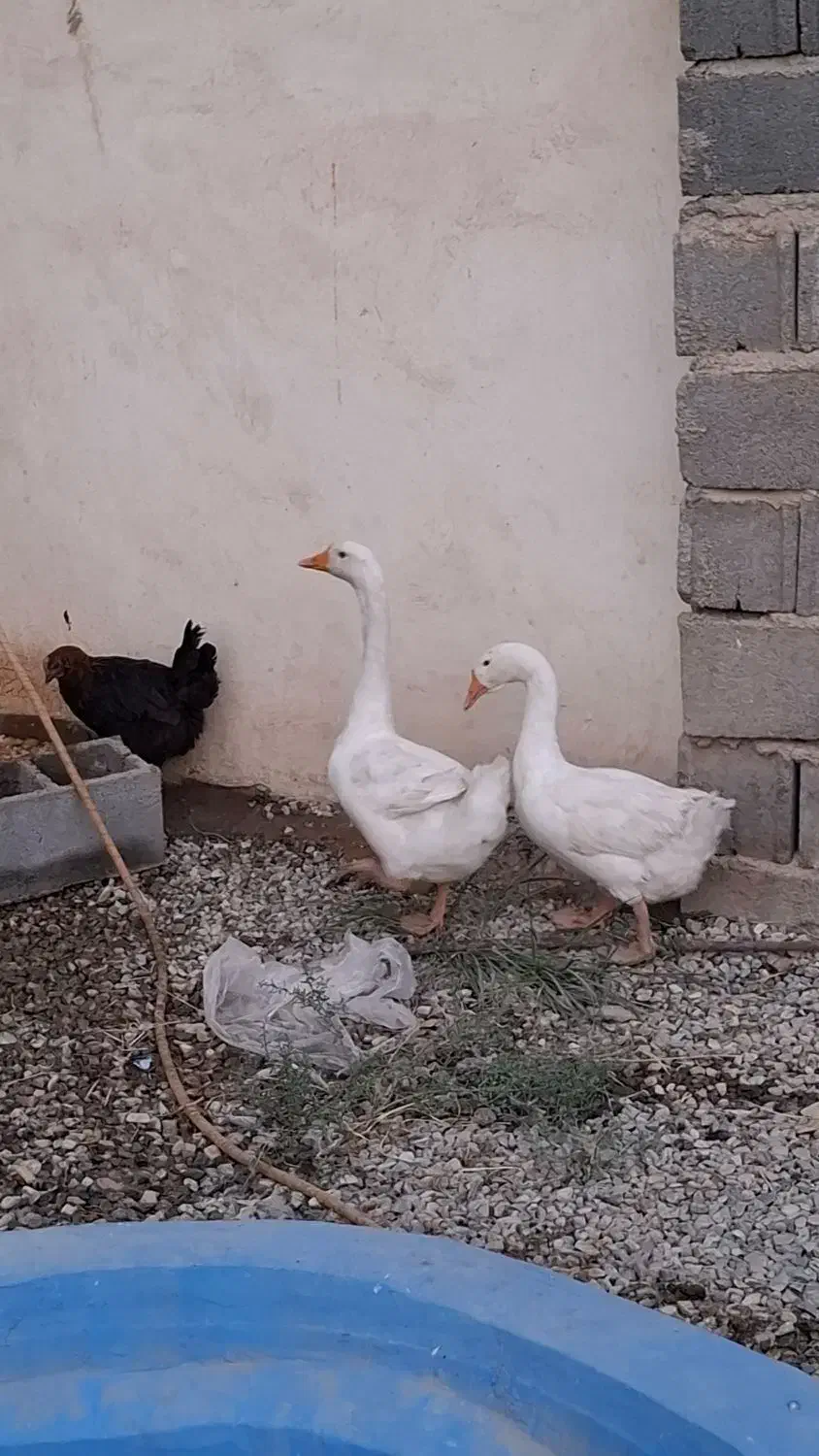 دو عدد غاز|حیوانات مزرعه|قرچک, زیبا شهر|دیوار