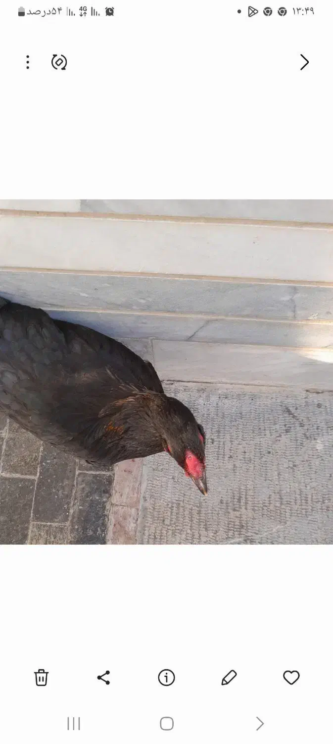 لاری مرغ تخم گذار|حیوانات مزرعه|شیروان (خراسان), |دیوار